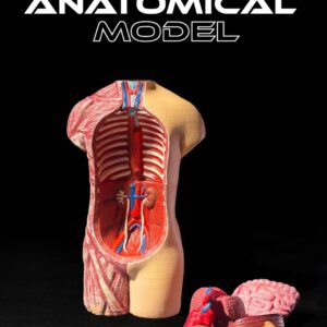 3D-Printed Anatomical Model
