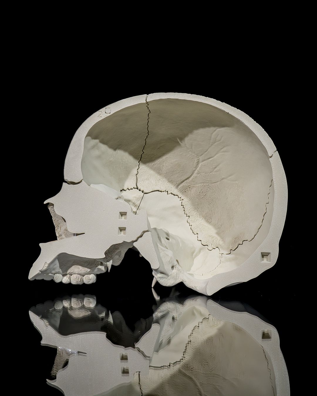 Human Adult Skull - Image 3
