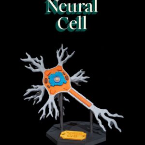 Neural Cell