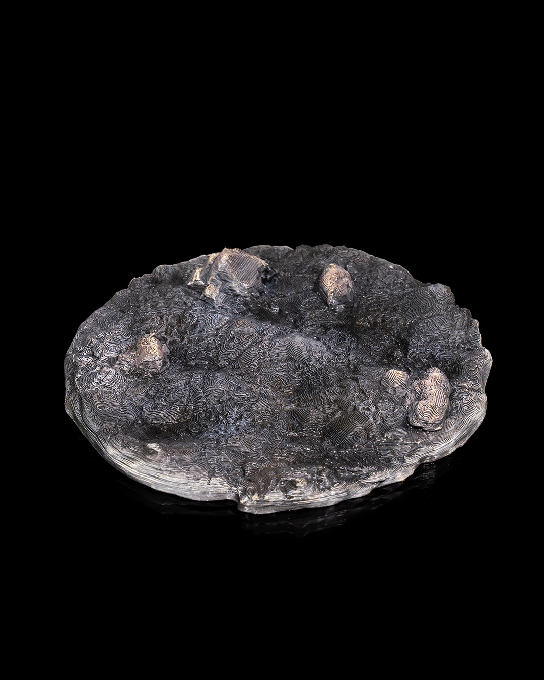 Abronia - Image 12