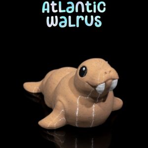 Atlantic Walrus