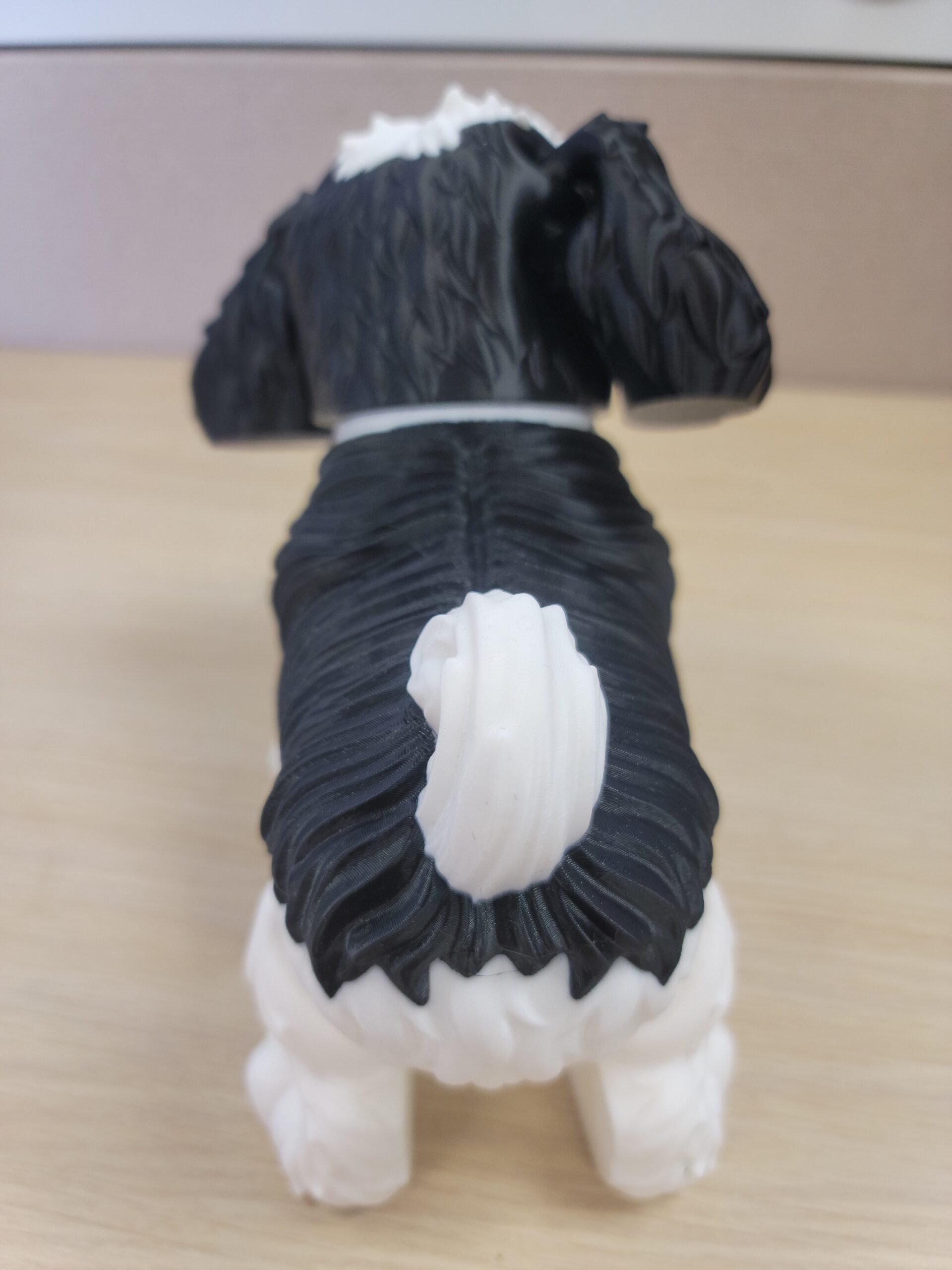 Shih Tzu - Image 5