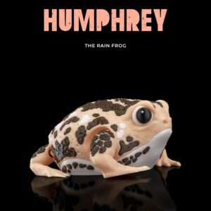 Humphrey, the Rain Frog