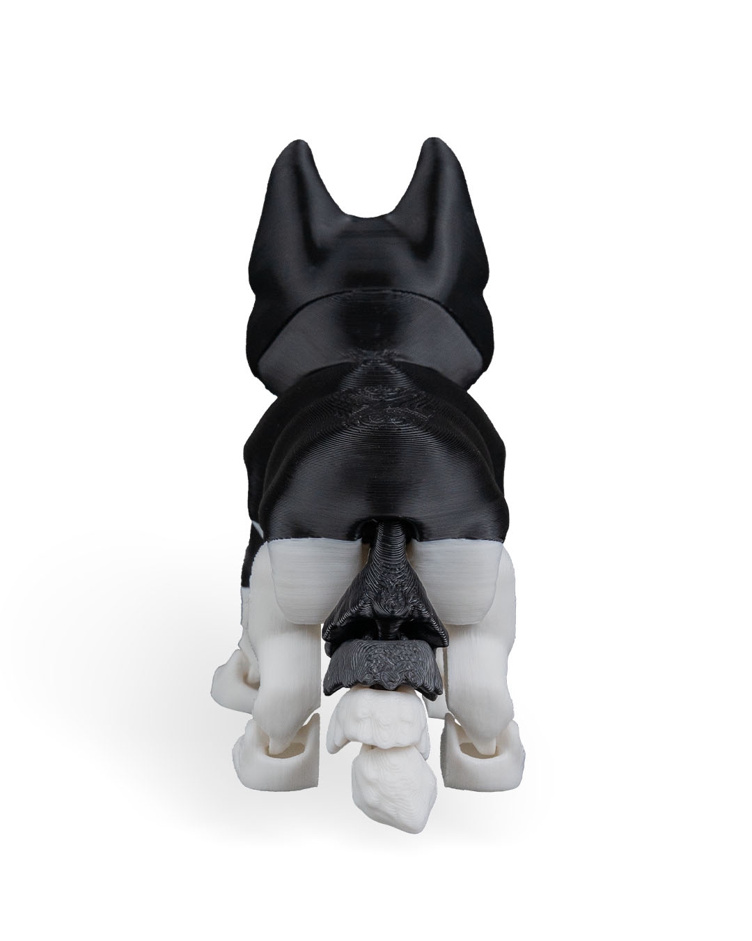 Blaze, Le husky - Image 12