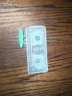 Mini Stegosaurus - Image 3